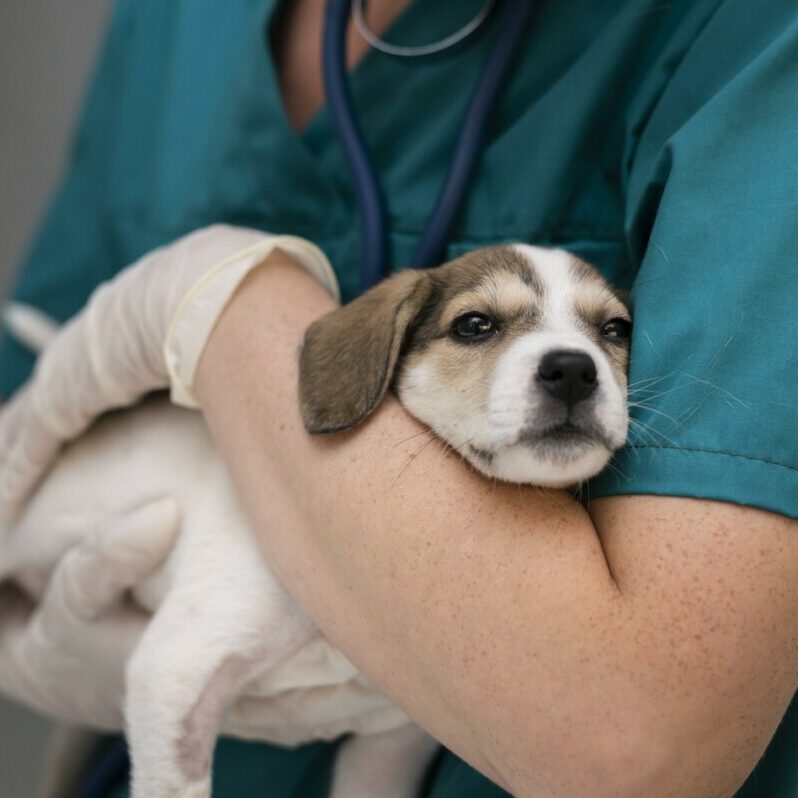 close-up-on-veterinarian-taking-care-of-dog